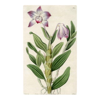 Dendrobium Orchid Print, Antique Orchid Print, Hand-Colored Engraving, 1830, England For Sale