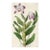 Dendrobium Orchid Print, Antique Orchid Print, Hand-Colored Engraving, 1830, England For Sale