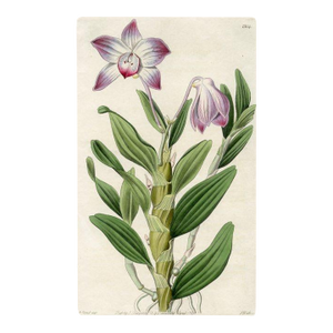 Dendrobium Orchid Print, Antique Orchid Print, Hand-Colored Engraving, 1830, England