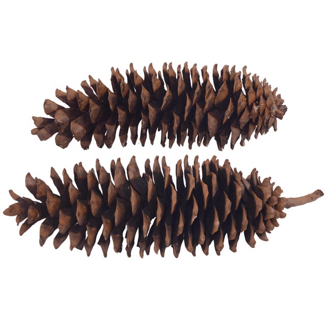 Farmhouse Natural 15" Jumbo Pine Cones For Sale - Image 3 of 8