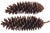 Farmhouse Natural 15" Jumbo Pine Cones For Sale - Image 3 of 8