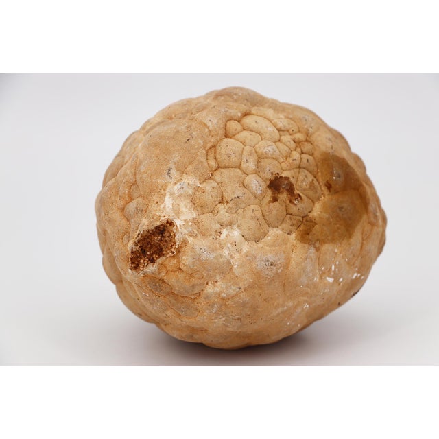 Cerebroid Silex, Middle Jurassic, Iberian Peninsula For Sale - Image 12 of 16