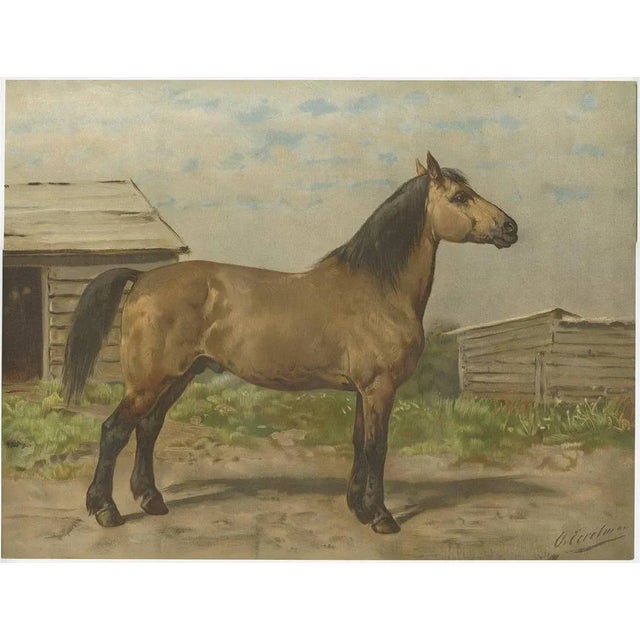 Late 19th Century O. Eerelman, Canadian Horse, 1898, Paper For Sale - Image 5 of 5