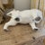 Ceramic Signed White Glazed Pottery Lion Sculpture For Sale - Image 7 of 10