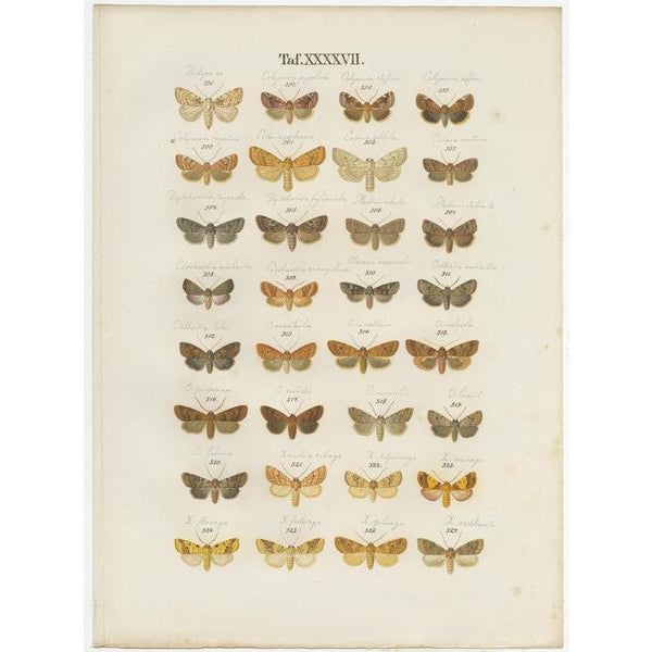 Ramann, Butterflies and Moths, 1870, Set of 5 For Sale - Image 3 of 7