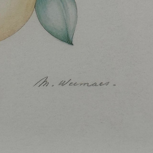 Margot Weemaes 1981 Citrus Botanical Portfolio Print For Sale - Image 4 of 12