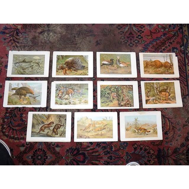 Antique 19th Century Animal/Fauna Lithographs Set of 11 Chairish