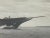 Paper Photograph of J.P. Morgan's Yacht Corsair on Sea Trials For Sale - Image 7 of 10