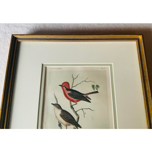 Antique Hand-Colored Litghograph , "The Crowned Flycatcher" C. 1853 For Sale - Image 4 of 18