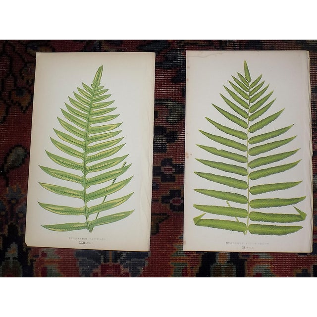 Antique 19th Century Botanical Wood Engravings - Ferns - Set of 12 For Sale In Cincinnati - Image 6 of 8