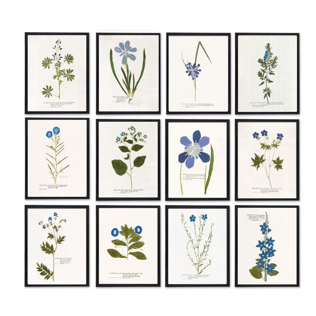 This antique botanical specimen set will add cottage charm to your home. Indulge your inner English Victorian lady....