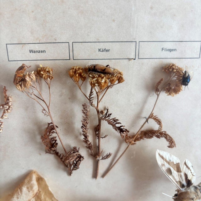 Herbarium Flower Pollination, Germany, 1950s For Sale - Image 6 of 11
