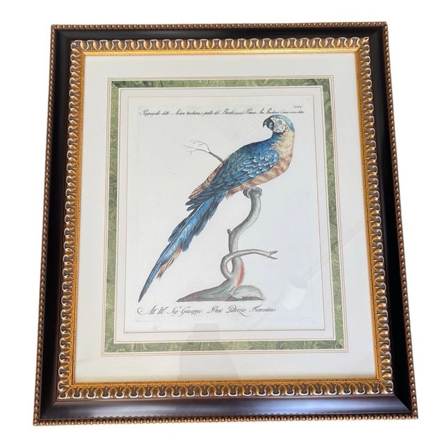 2000 - 2009 Set of 4 Vintage Continental Style Framed Natural History Prints For Sale - Image 5 of 12