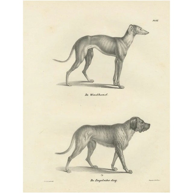 Greyhound and English Mastiff in Detail, 1836, Lithograph For Sale