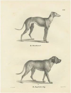 Greyhound and English Mastiff in Detail, 1836, Lithograph