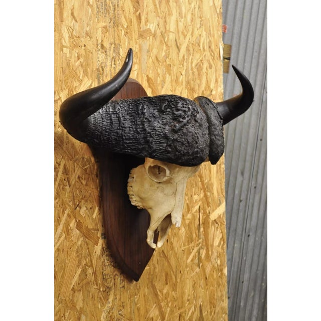 Vintage African Cape Buffalo Skull European Mount on Wooden Plaque Taxidermy For Sale - Image 10 of 11