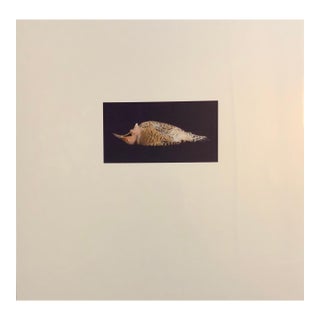 Brenda Zlamany, Birds, Cibachrome Photograph Print, Signed Conceptual Art For Sale