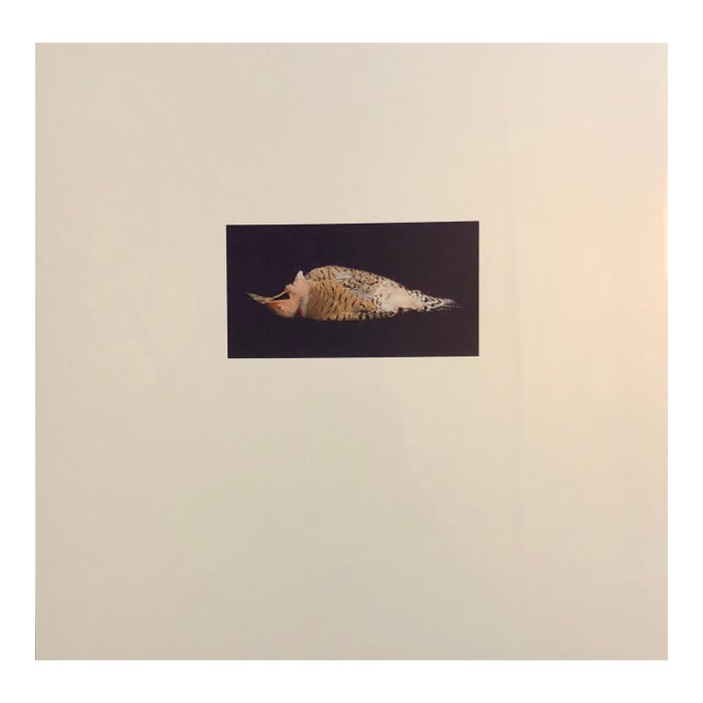 Brenda Zlamany, Birds, Cibachrome Photograph Print, Signed Conceptual Art For Sale