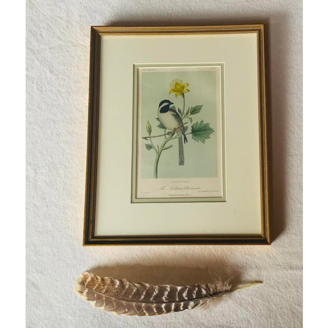 Antique Hand-Colored Lithograph, "The Northern Chickadee"C. 1853 For Sale - Image 6 of 11