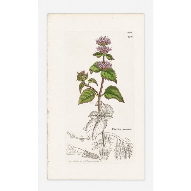 Set of Four Antique Hand-Colored Botanical Prints by the Sowerby Family – English Botany Series (C. 19th Century) Set A For Sale - Image 4 of 6