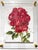 Red Red Crested Flower - Hand Textured Red Flower For Sale - Image 8 of 9