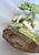 Antique Early 1800s English Walton Staffordshire Pearlware Sheep & Ram Figures - A Pair For Sale - Image 9 of 15