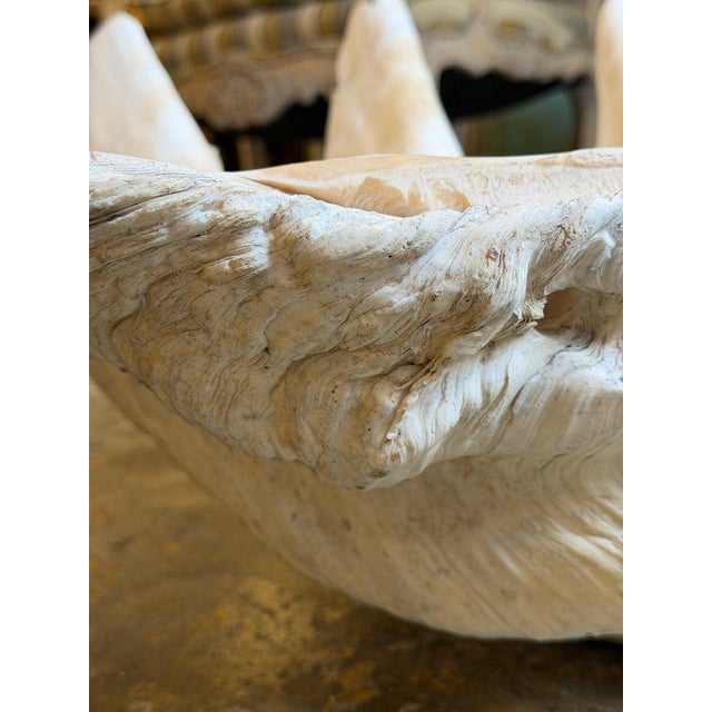 Early 20th Century Monumental Natural Tridacna Clam Shell Planter / Jardinière For Sale - Image 5 of 7