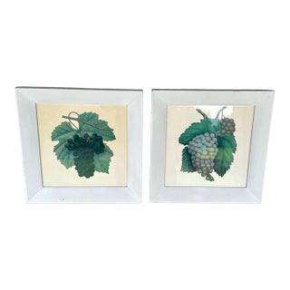 Antique Framed Botanical Grape Prints – Set of 2 – Green & Purple Grapes – Behind Glass For Sale