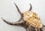 Metal Seashell Shell Silvered For Sale - Image 7 of 12