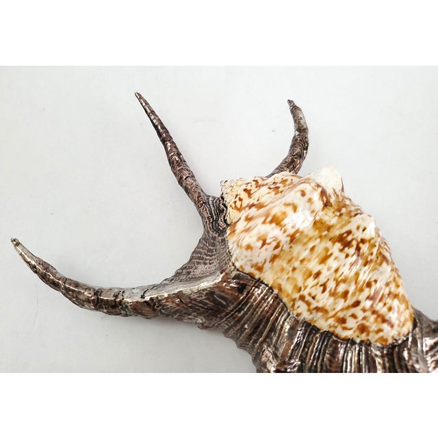 Silver Dipped Spider Conch Seashell Shell Sculpture For Sale In Miami - Image 6 of 11