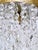 Brass Vintage Brass Embossed Crystal Chandelier With Cascading Swedish Cut Prisms For Sale - Image 8 of 8