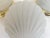 1970s Frosted Glass Scallop Shell Wall Lights - Set of Three For Sale - Image 15 of 18