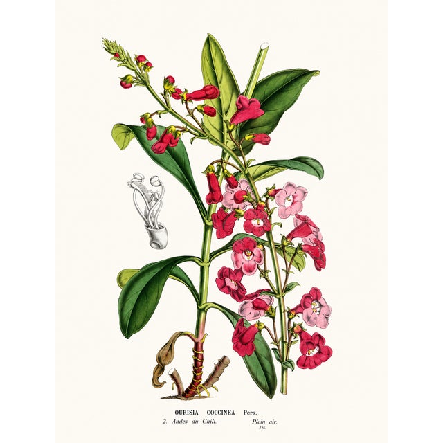 A beautifully curated set of four mid-19th century botanical lithographs—expertly grouped by complementary color to create...