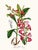 A beautifully curated set of four mid-19th century botanical lithographs—expertly grouped by complementary color to create...