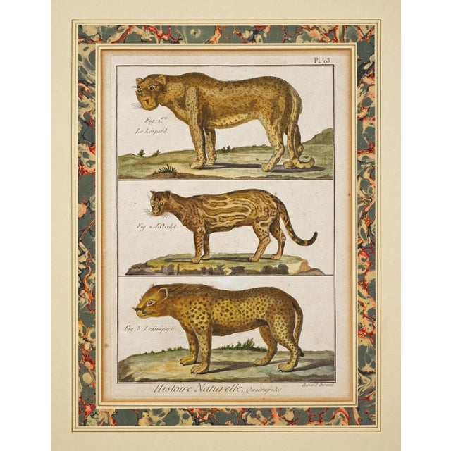 Pair early French animal engravings from Encyclopédie méthodique. Histoire naturelle des animaux by Georges Louis Leclerc,...