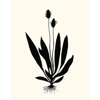 Sorel, Giclée Print by Philippa Katz For Sale