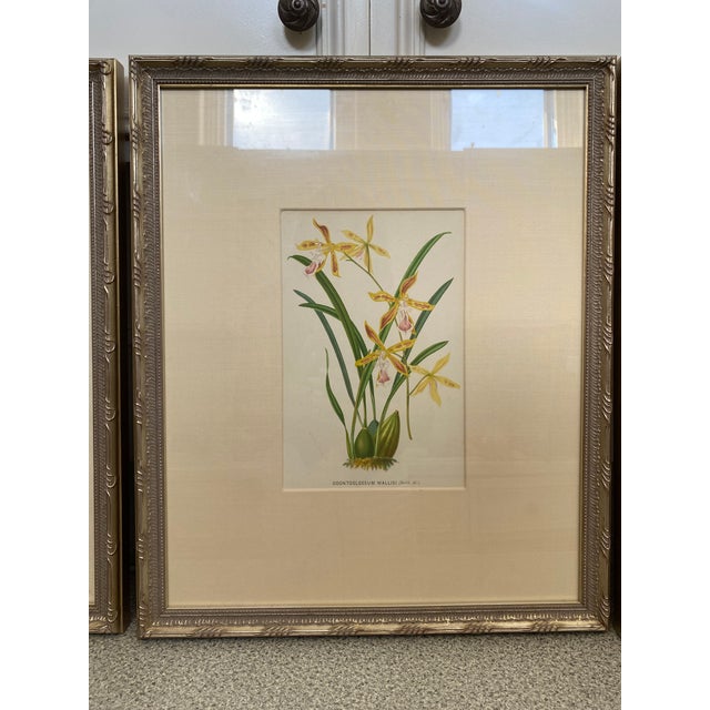 Framed Vintage Botanical Chromolithograph Set of 3 For Sale - Image 4 of 9