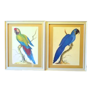 Mid 20th Century Syd Edwards McCaw Parrot Bird Prints, Framed - a Pair