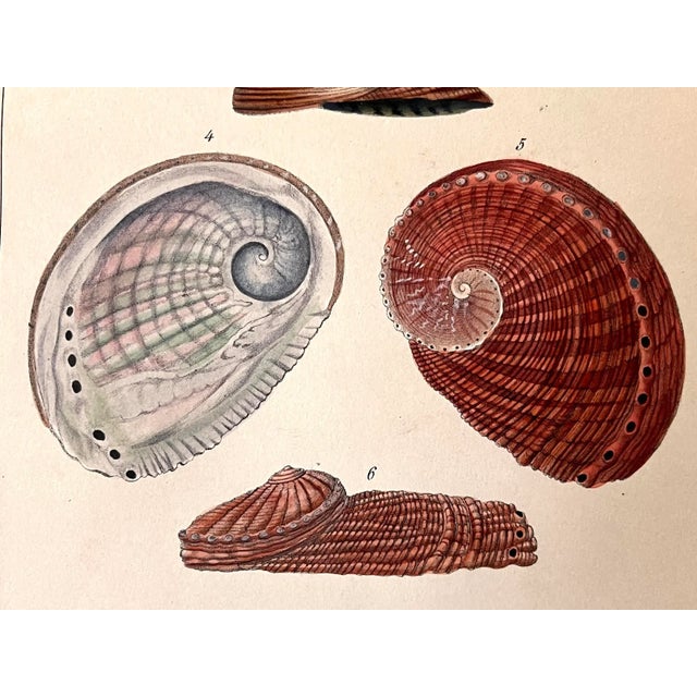 Original Antique Lithograph of Abalone Sea Shells by F. H. Martini 1837 For Sale In New York - Image 6 of 7