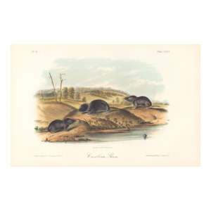 1851 Audubon Quadruped Octavo Lithograph "Plate 75 Carolina Shrew"
