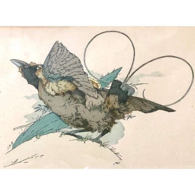 19th C. French Drawings of Birds, Pair For Sale In San Francisco - Image 6 of 11