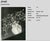 Modern L. E. Berka, Mistletoe, 1931, Signed Gelatin Silver Print For Sale - Image 3 of 7