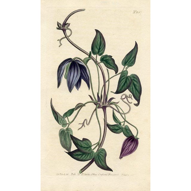 Original early-1800s hand-colored botanical print published in "Curtis's Botanical Magazine", the oldest and longest...