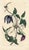 Original early-1800s hand-colored botanical print published in "Curtis's Botanical Magazine", the oldest and longest...