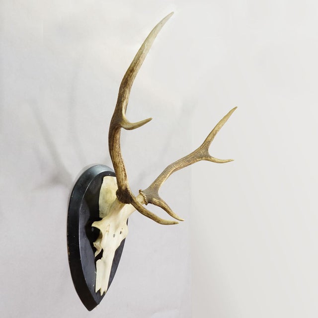 Rustic European Large Black Forest Antique Deer Trophy on Wooden Plaque, Germany 1900s For Sale - Image 3 of 6