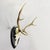 Rustic European Large Black Forest Antique Deer Trophy on Wooden Plaque, Germany 1900s For Sale - Image 3 of 6