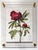 2020s Red Peony - Hand Textured Red Flower For Sale - Image 5 of 7
