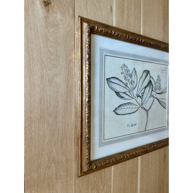 Transitional Dennis & Leen Botanical Print With Gilded Frame – DL-Art 36 For Sale - Image 3 of 7