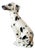 Vintage Ceramic Dalmatian Dog, Italy, 1970s For Sale