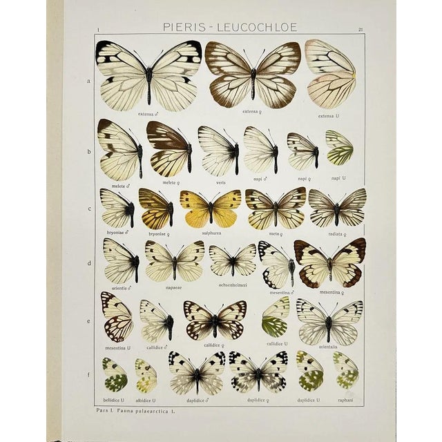 Illustration Adalbert Seitz Butterfly Prints – Pieris - Appias & Pieris - Leucochloe (C. 1909–1915), Set of 2 For Sale - Image 3 of 3